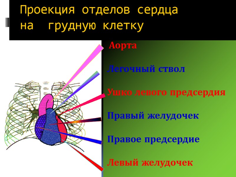 Проекция отделов сердца       на  грудную клетку 